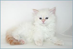 Male Siberian Kitten from Deedlebug Siberians